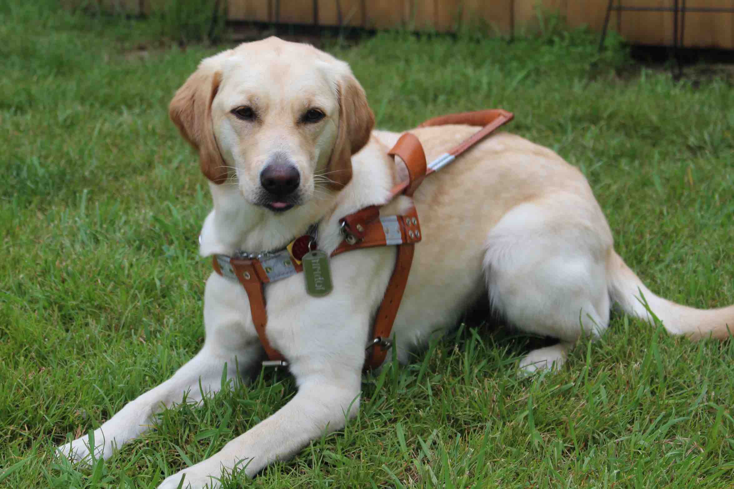 Colleen's Seeing Eye Dog, a golden retriever and yellow lab cross, lays in grass